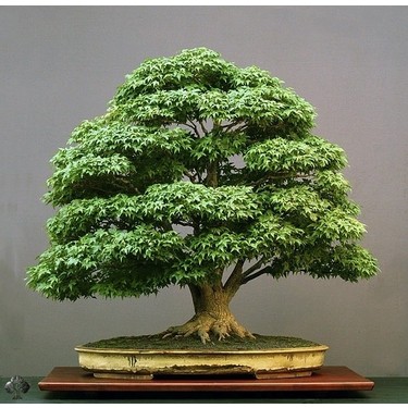 MMT Japon Akaaa Bonsai Tohumu Fiyat - Taksit Seenekleri