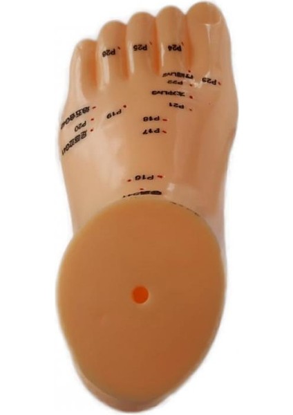 Ayak Maketi Akupunktur Noktaları