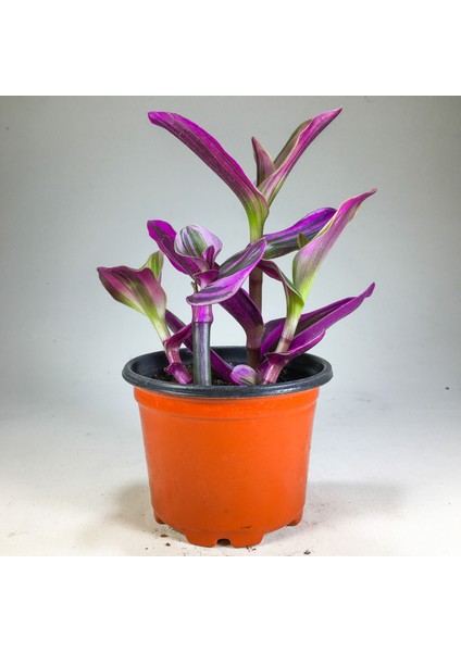 Tradescantia Nanouk Pembe Telgraf Çiçeği 8.5 cm Saksıda