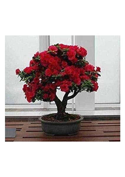 Bodur Kırmızı Gül Bonsai Tohumu