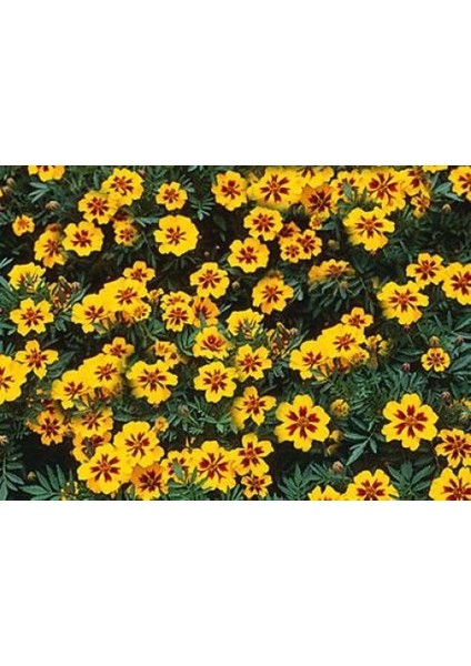 Sarı Kırmızı Tagetes Çiçeği Tohumu(20 Adet)