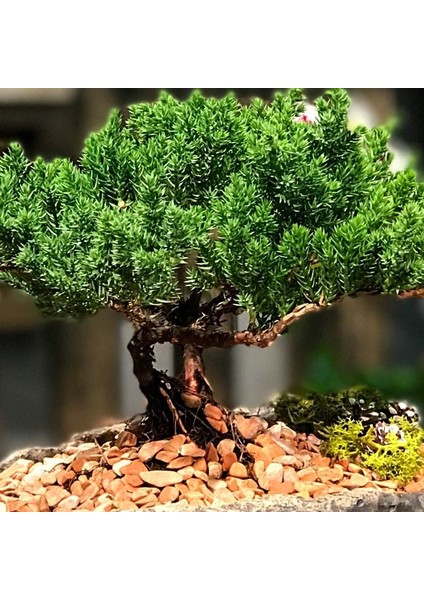 5 Adet Ardıç Bonsai Tohumu