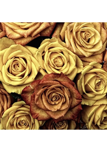 5 Adet Gold Rose Gül Tohumu