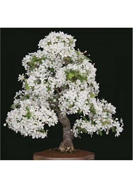 Beyaz Zakkum Bonsai Ağacı Tohumu