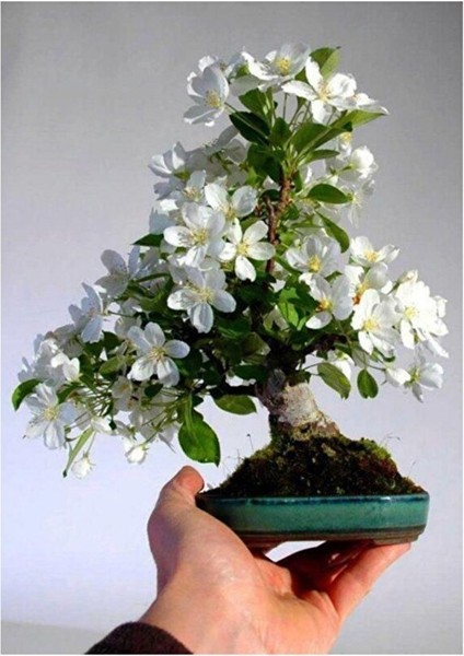 Beyaz Zakkum Bonsai Ağacı Tohumu