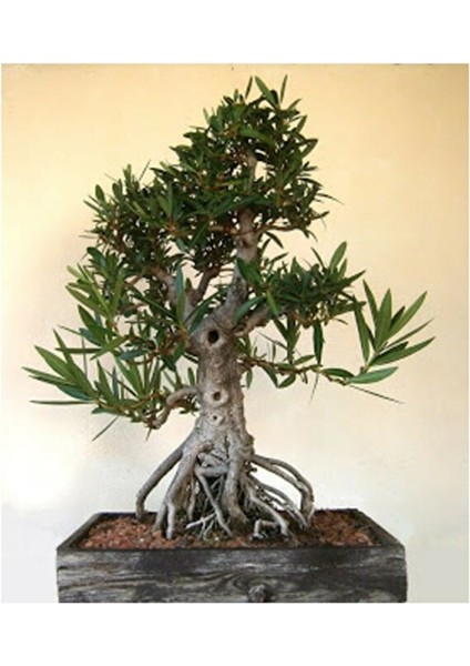 Beyaz Zakkum Bonsai Ağacı Tohumu