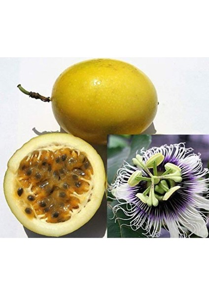 Sarı Passiflora Meyvesi (Çarkıfelek) Tohumu (5 Tohum)