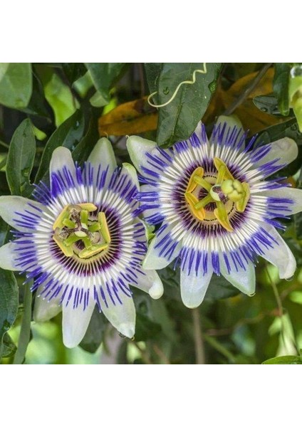 Sarı Passiflora Meyvesi (Çarkıfelek) Tohumu (5 Tohum)