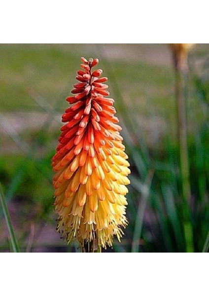 Fener Çiçeği ( Kniphofia Uvaria ) Tohumu 20 Adet