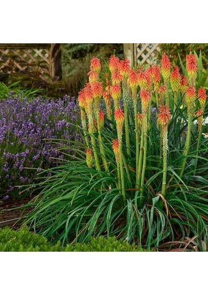 Fener Çiçeği ( Kniphofia Uvaria ) Tohumu 20 Adet