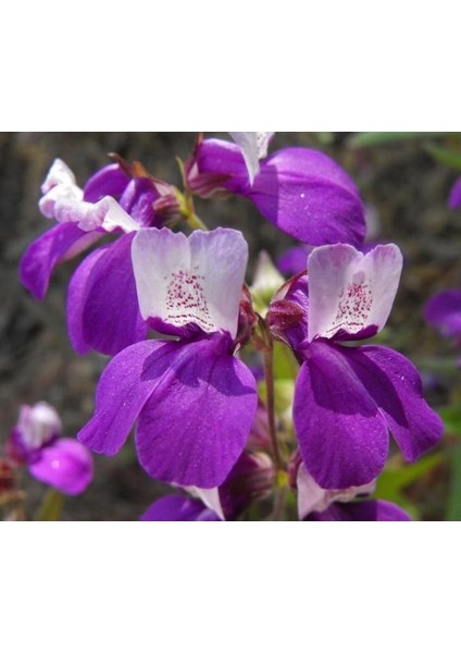 Çin Evi Çiçeği Tohumu (Collinsia Heterophylla) (100 Tohum)