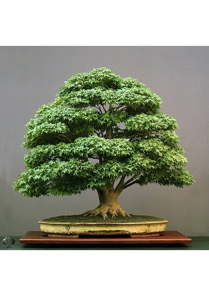 Japon Akçaağaç Bonsai Tohumu