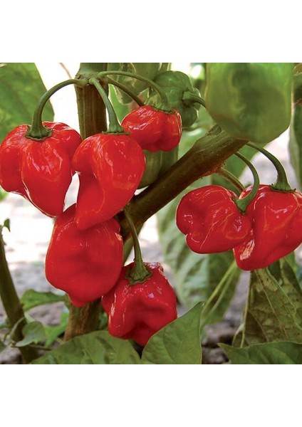 Kırmızı Renk Habanero Acı Biber Tohumu (10 Tohum)