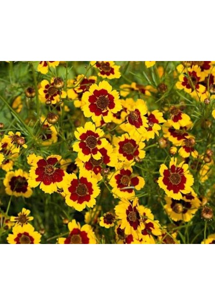 Bodur Kız Gözü Çiçeği Tohumu (Coreopsis Tinctoria) (100 Tohum)