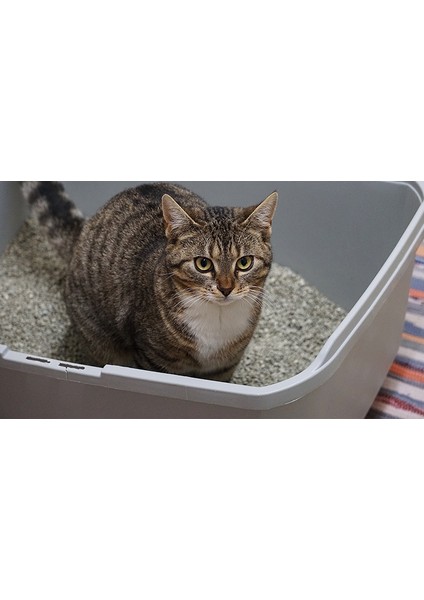 Pro Line Proline Bentonit Lavanta Kokulu Kedi Kumu 10 Lt fiyatları