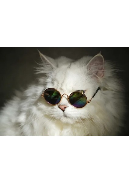 Kedi ve Küçük Irk Köpek Gözlüğü Pembe modelleri