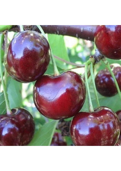 3 Yaş Aşılı Kiraz Fidanı Sweetheart, Torbada