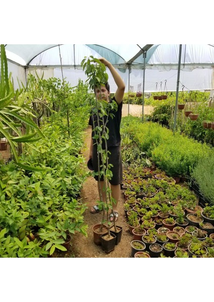 3 Yaş Aşılı Kiraz Fidanı Spring Grass, Torbada