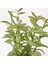 Ikea Saksılı Yapay Bitki, Yeşil (5 Cm) 3