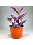 Tradescantia Nanouk Pembe Telgraf Çiçeği 8.5 cm Saksıda 1