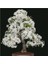 Beyaz Zakkum Bonsai Ağacı Tohumu 1