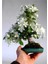 Beyaz Zakkum Bonsai Ağacı Tohumu 2