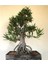 Beyaz Zakkum Bonsai Ağacı Tohumu 3