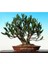 Beyaz Zakkum Bonsai Ağacı Tohumu 4