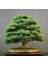 Japon Akçaağaç Bonsai Tohumu 1