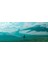 VX3418-2KPC-MHD 34" 144Hz 1ms (HDMI+DP) Freesync Curved LED Monitör + Woodpad 10 Grafik Tablet 8