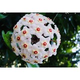 Akdeniz Tarım Hoya Carnosa 2 Metre Beyaz Inci Kokulu Mum Çiçeği Bitkisi