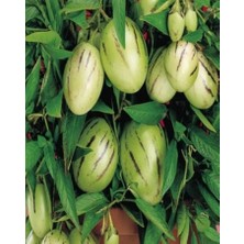 3 Adet Pepino Kavunu Fidanı Çekirdeksiz Kavun Aromalı 35 Gün Sonra Verimm