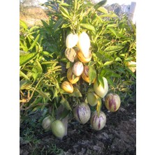 3 Adet Pepino Kavunu Fidanı Çekirdeksiz Kavun Aromalı 35 Gün Sonra Verimm