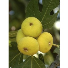 Rüzgar Botanik Aydın Sarı Lop Incir Fidanı 2 Yaşında 40 cm 60 cm