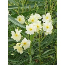 Rüzgar Botanik Sarı Zakkum Fidanı 40CM-60CM