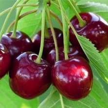 Rüzgar Botanik Laz Kirazı Karayemiş Fidanı 40 cm 60 cm