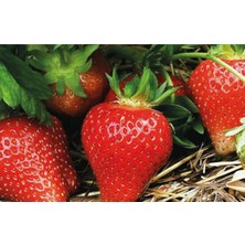 Rüzgar Botanik Portola Çilek Fidesi 10 Adet