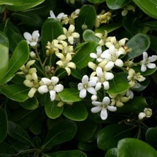 Rüzgar Botanik Boylu Yıldız Çalısı Pitosporum 40CM-60CM