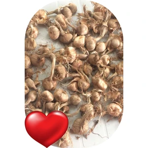 Net Tarım 5 Adet Horasan Safran Çiçeği Soğanı