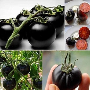 Yediveren Siyah Cherry (Kiraz) Domates Tohumu