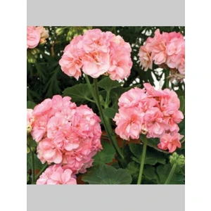 Rüzgar Botanik Pembe Beyaz Sakız Sardunya Çiçeği Fidanı 10CM-30CM