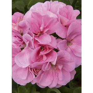 Rüzgar Botanik Pembe Sakız Sardunya Çiçeği Fidanı 10CM-30CM