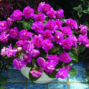 Rüzgar Botanik Mor Sardunya Çiçeği Fidanı 10CM-30CM