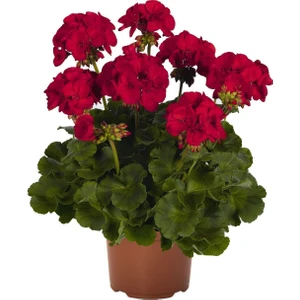 Rüzgar Botanik Koyu Kırmızı Sardunya Çiçeği Fidanı 10CM-30CM