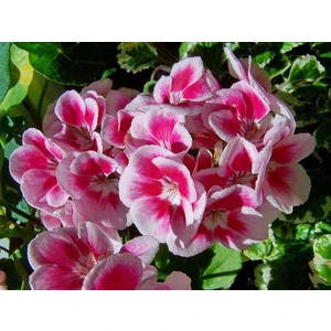 Rüzgar Botanik Pembe Beyaz Alacalı Sardunya Çiçeği Fidanı 10CM-30CM