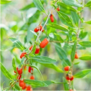 Rüzgar Botanik Barbarum Xl Gojiberry Fidanı 40-60CM