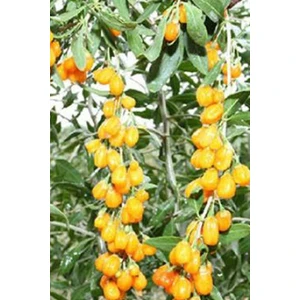 Rüzgar Botanik Sweatberry Gojiberry Fidanı 40-60CM
