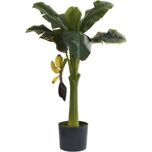 Rüzgar Botanik Bodur Muz Fidanı 100 cm 120 cm