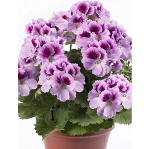 Rüzgar Botanik Lila Beyaz Alacalı Sardunya Çiçeği Fidanı 10CM-30CM