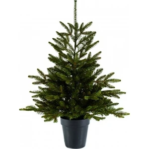 Rüzgar Botanik Göknar Yılbaşı Çamı Fidanı 200CM-250CM